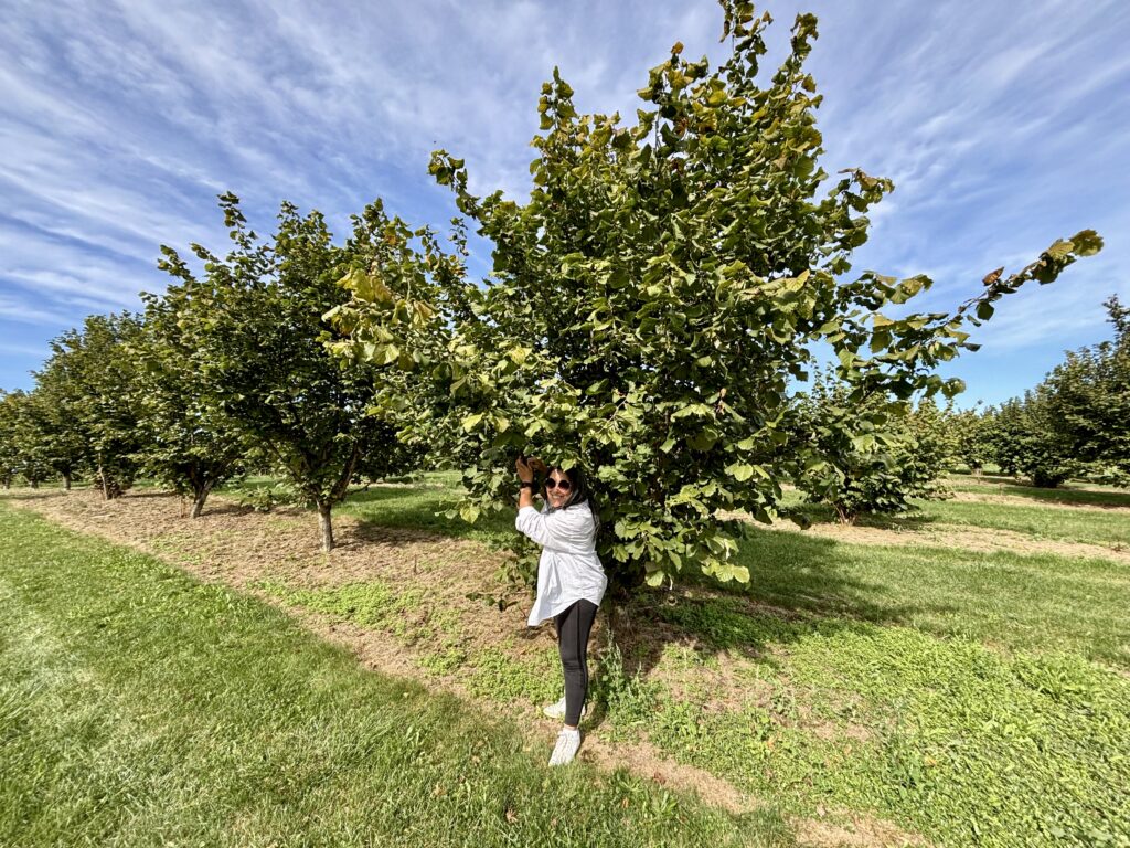 Hazelnut Picking at Dixie Orchards